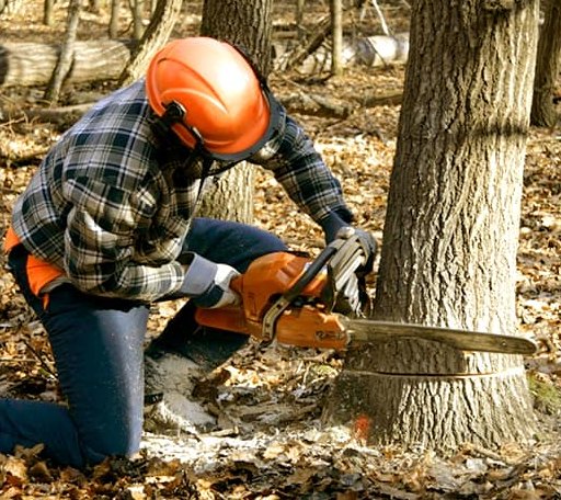 Tree Removal in Salineno, TX